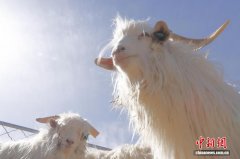（乡村行·看振兴）为农牧民“开银行”的阿尔巴斯白绒山羊